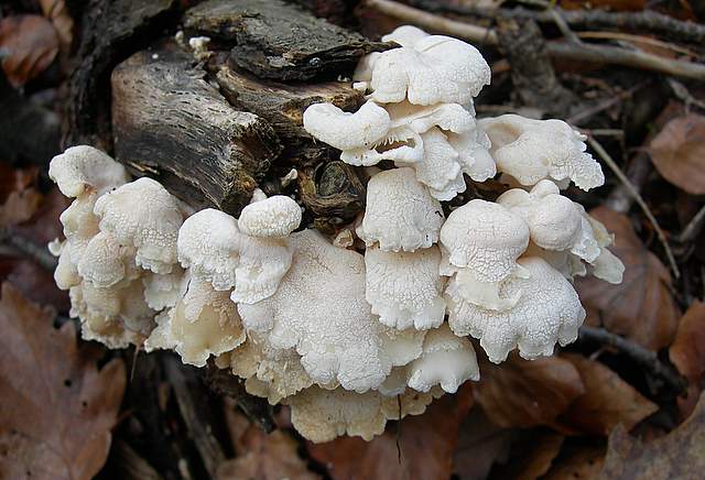 Panellus stipticus var. albidotomentosus  ?